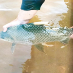 Peixes da Bacia...