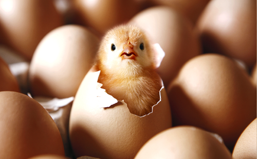 Quem-veio-primeiro-o-ovo-ou-a-ga Quem-veio-primeiro-o-ovo-ou-a-ga