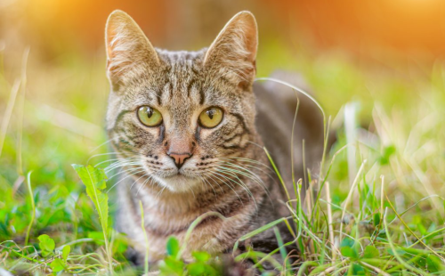 gato-sem-raca-INOVA-1024x683